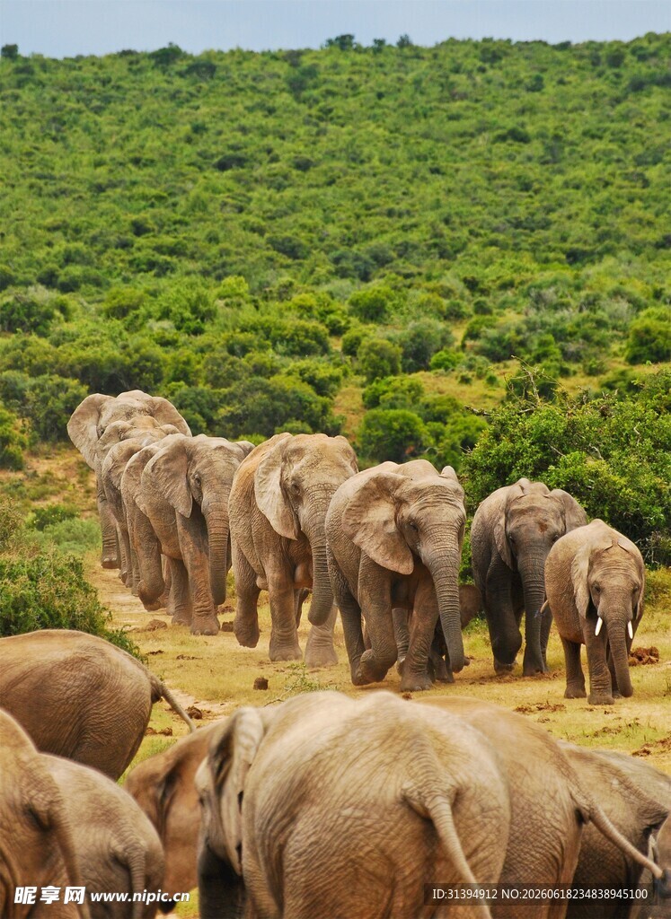 象群漫步于绿意盎然原野