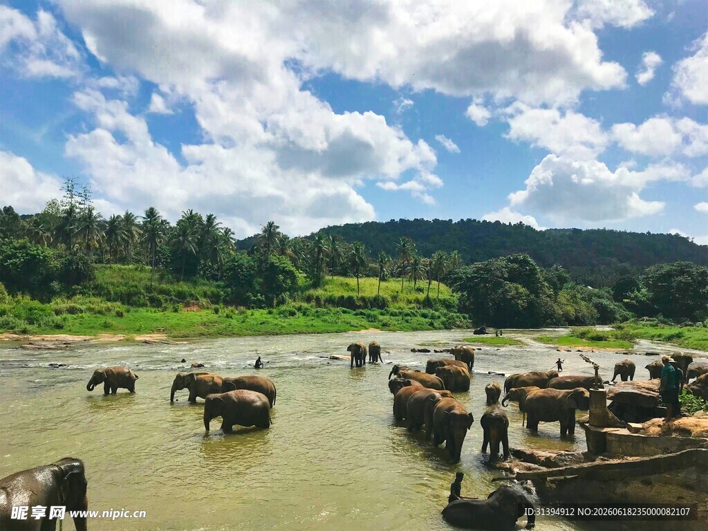 河中群象嬉戏场景