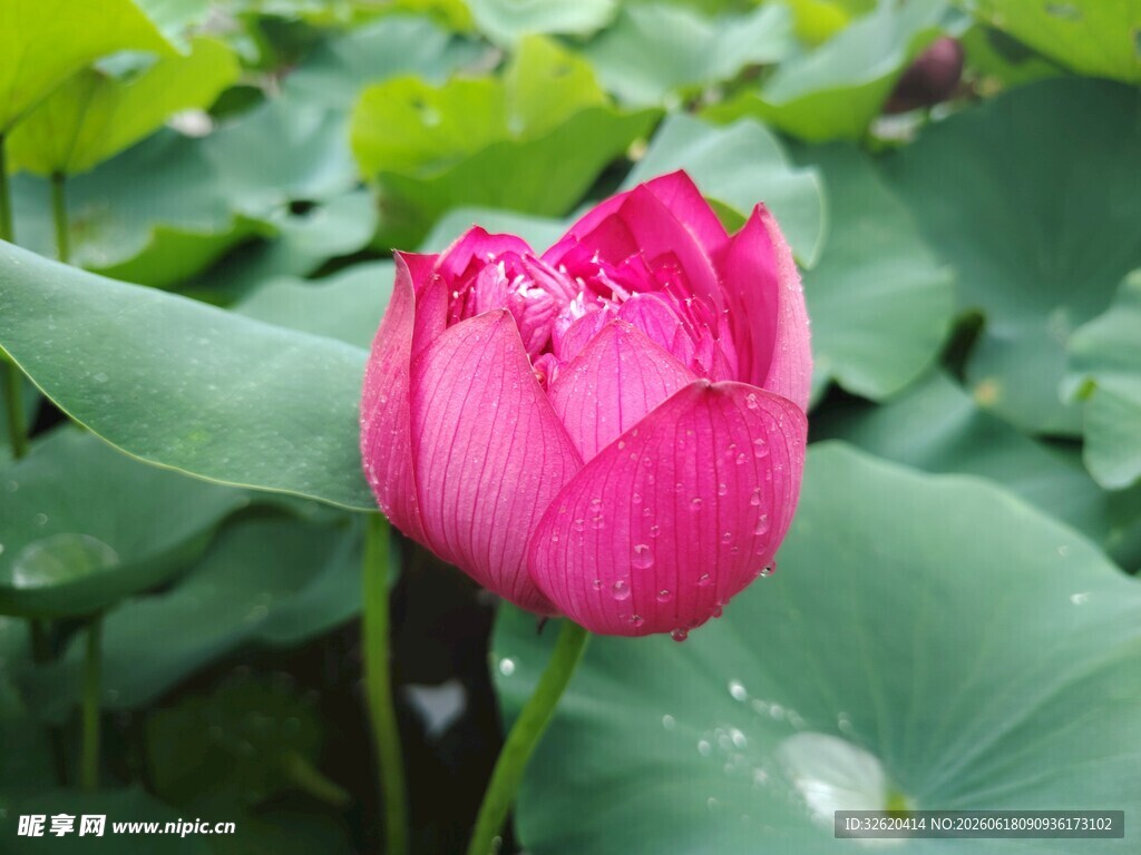 荷花