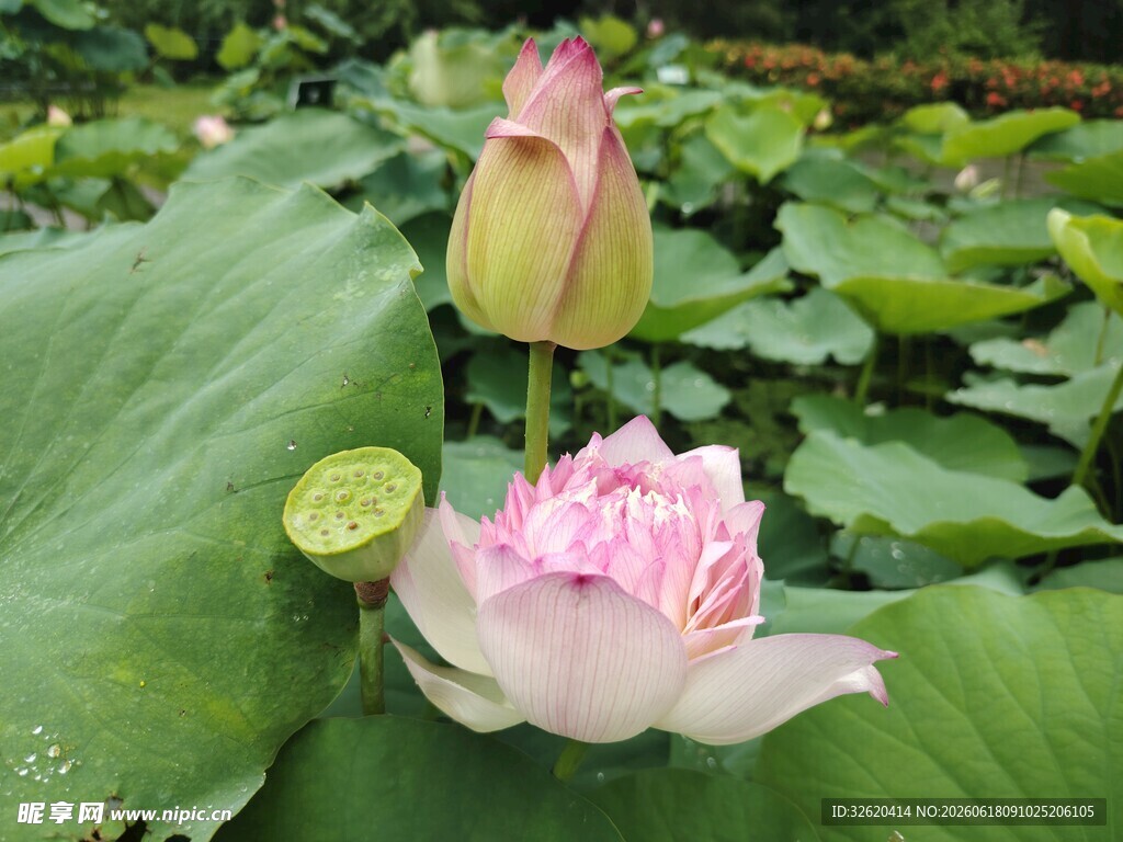 荷花