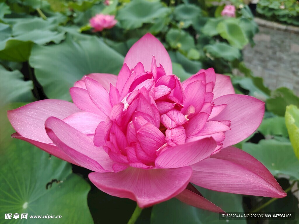 荷花