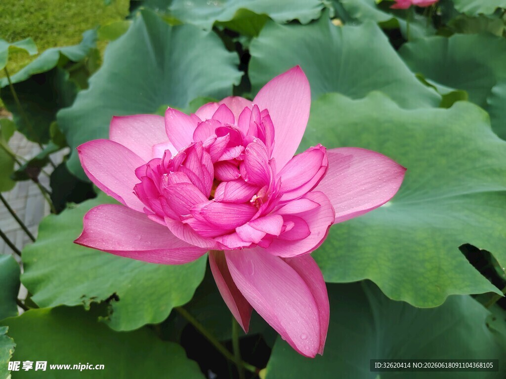 荷花