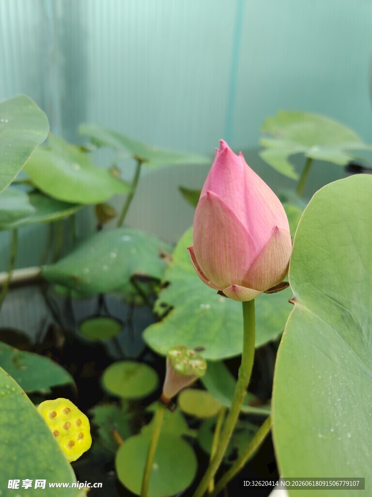荷花