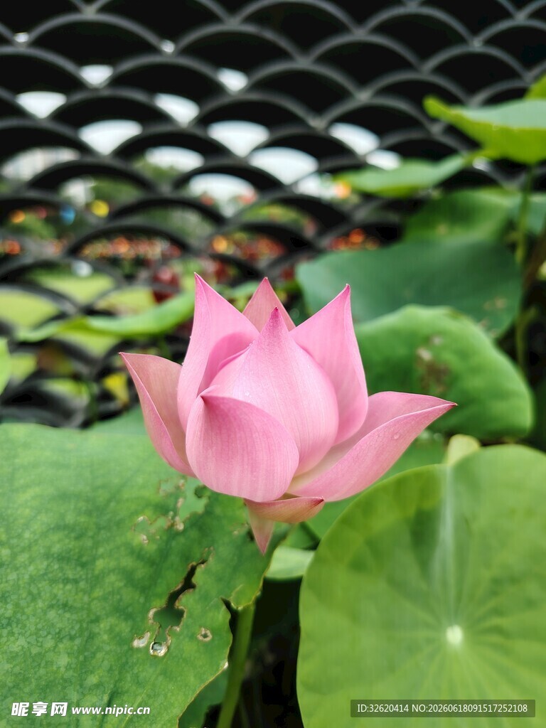 荷花