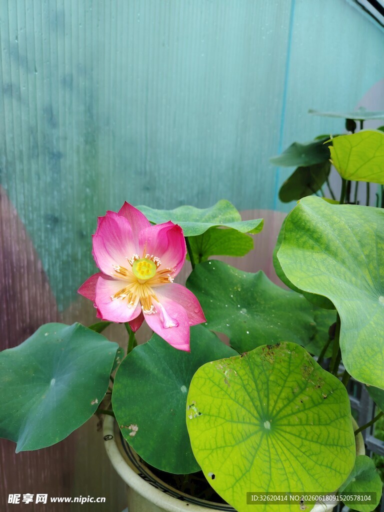 荷花