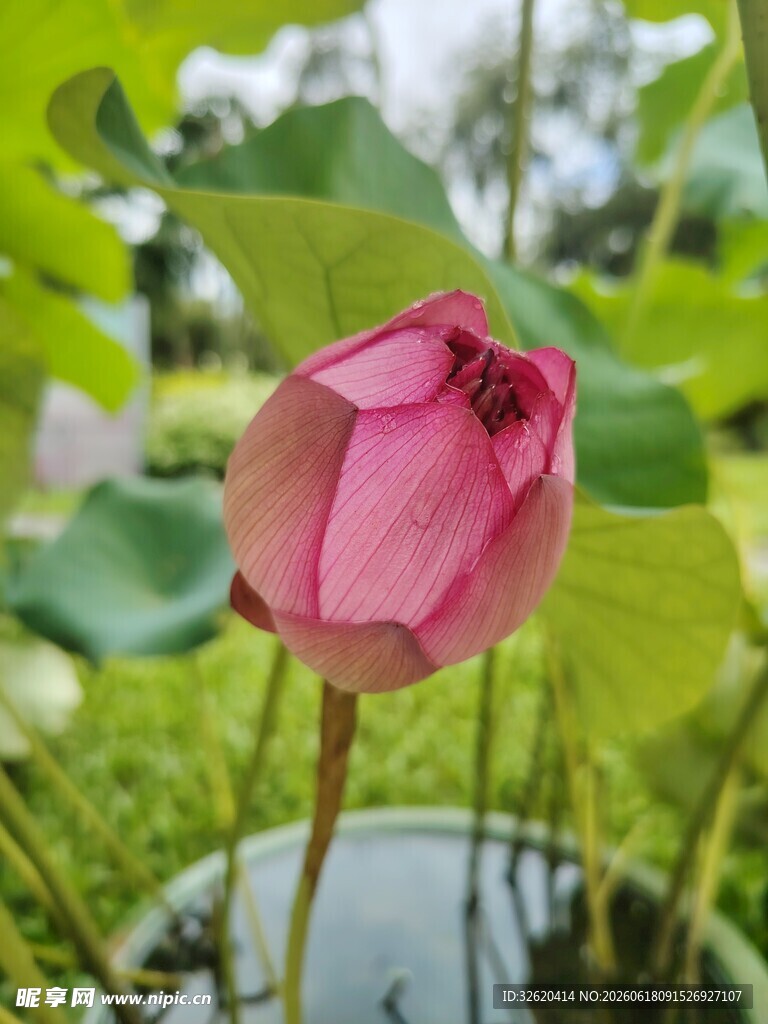 荷花