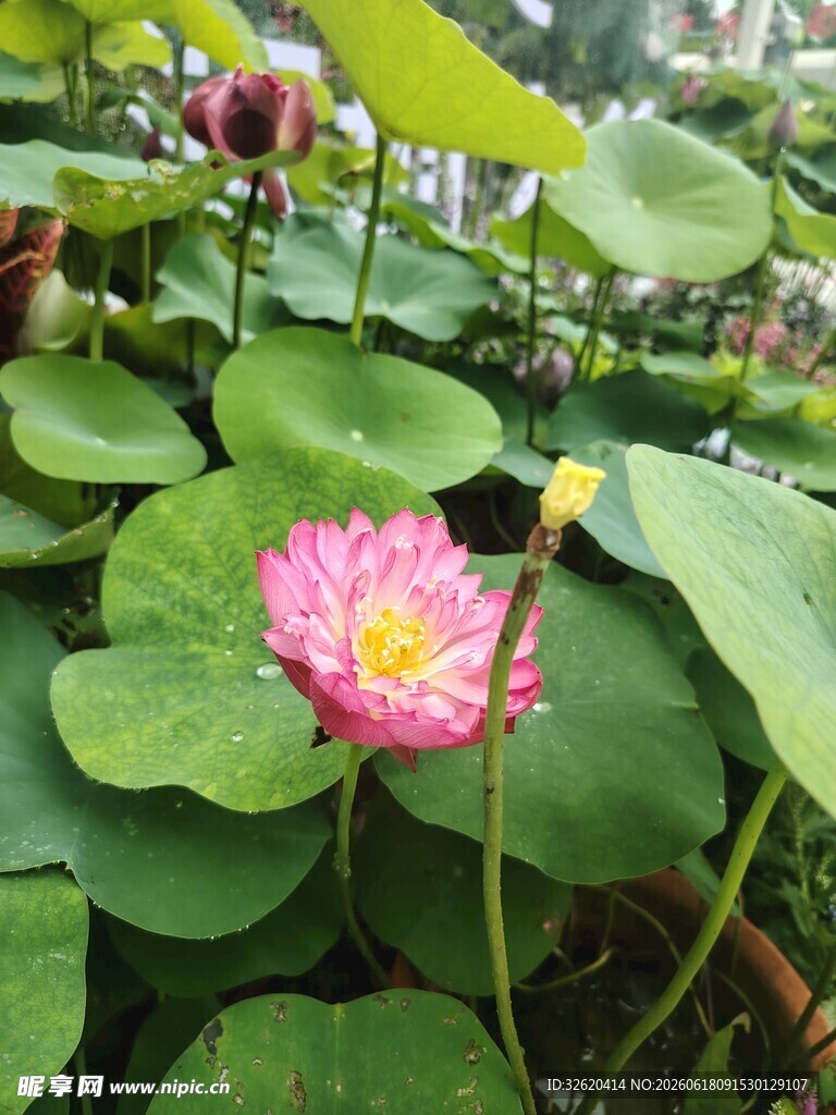 荷花