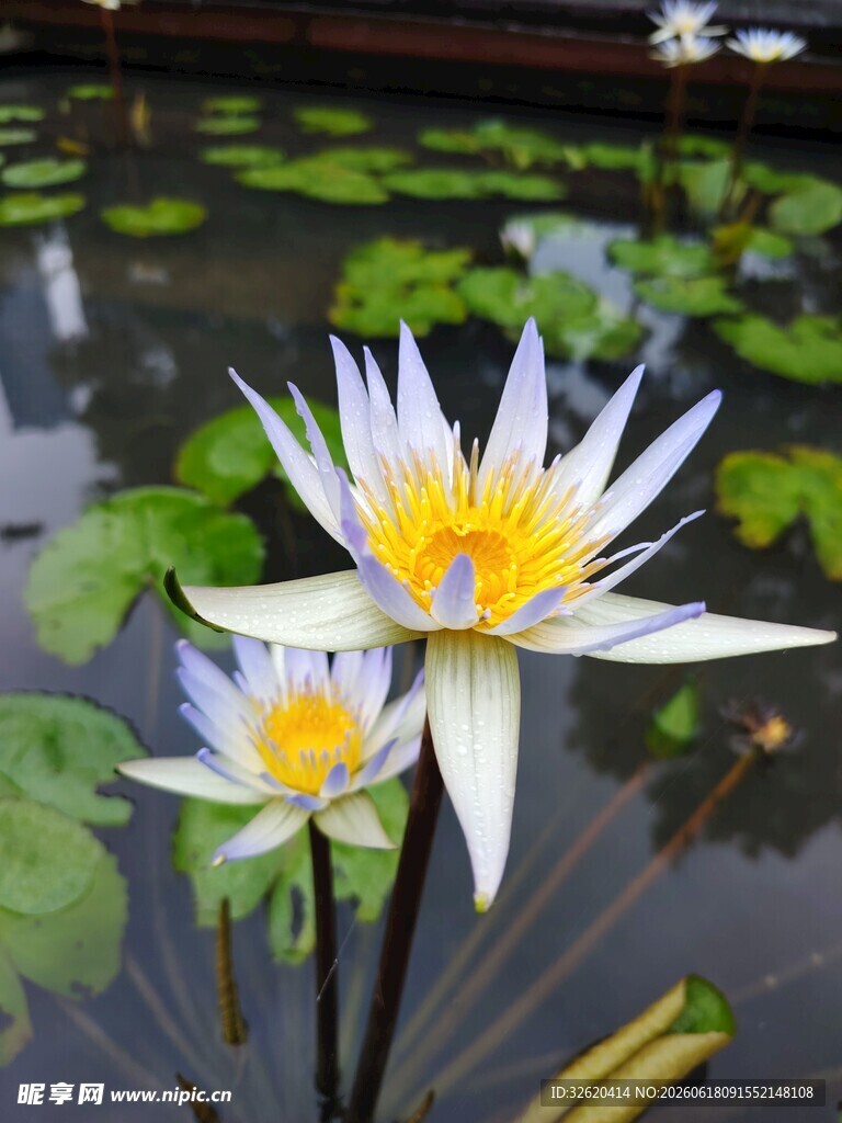 睡莲