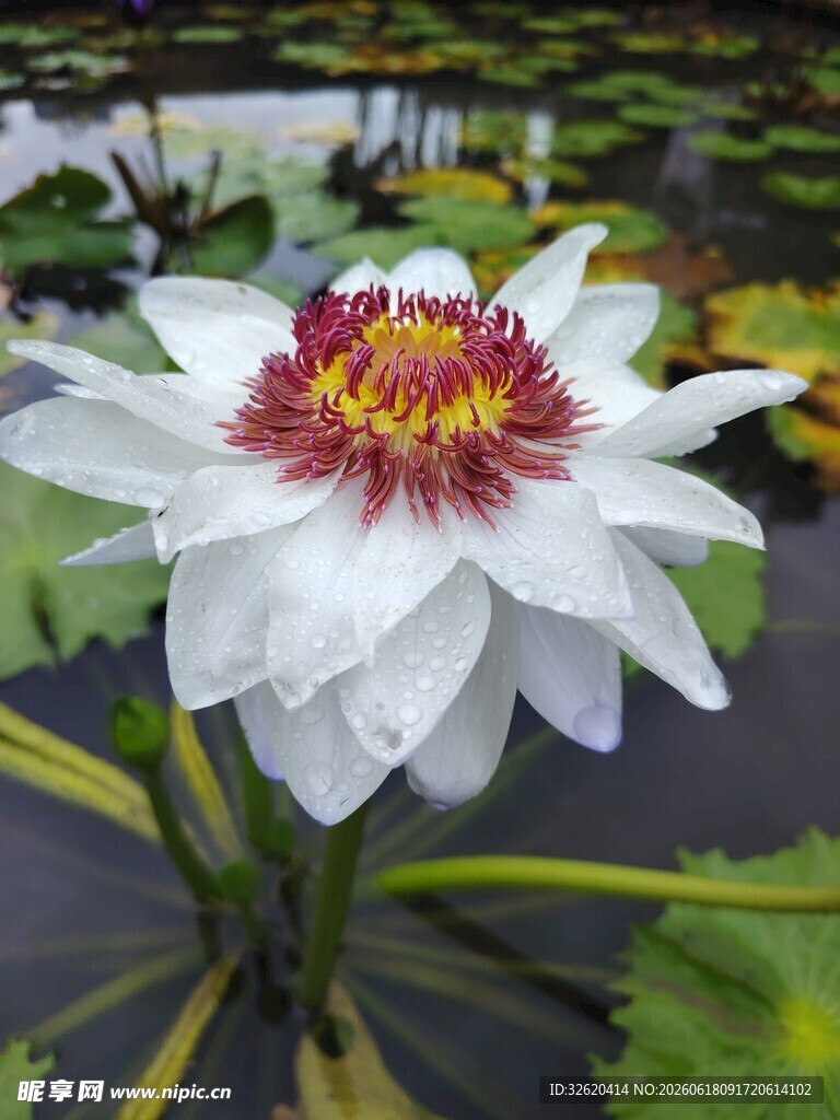 睡莲
