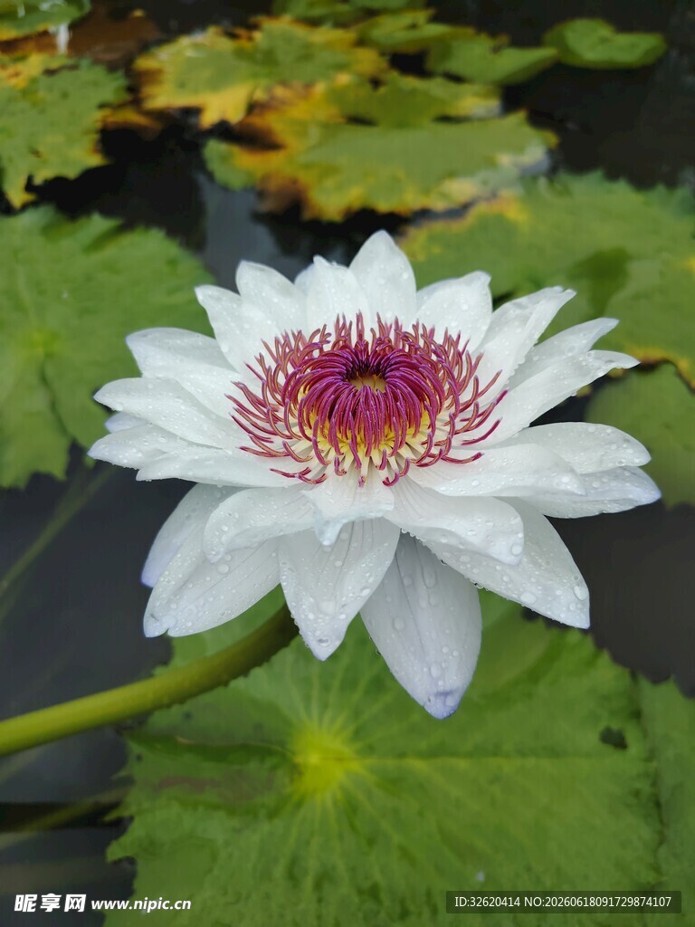 睡莲