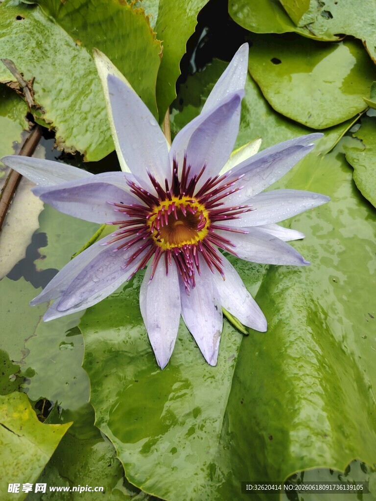 睡莲