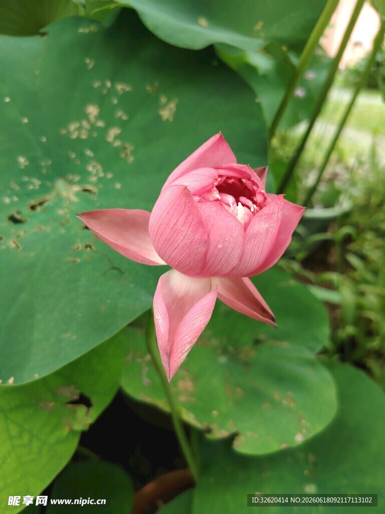 荷花