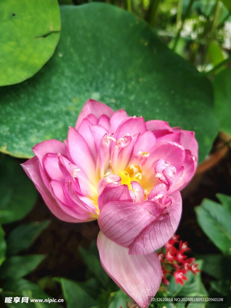 荷花