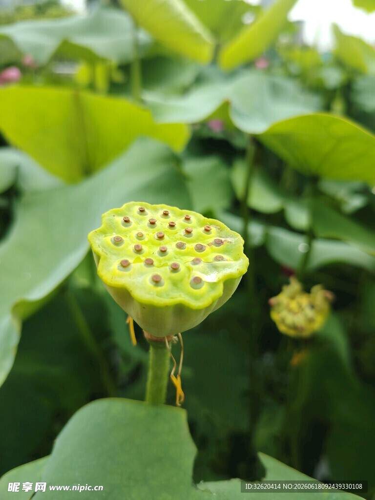 鲜嫩莲蓬