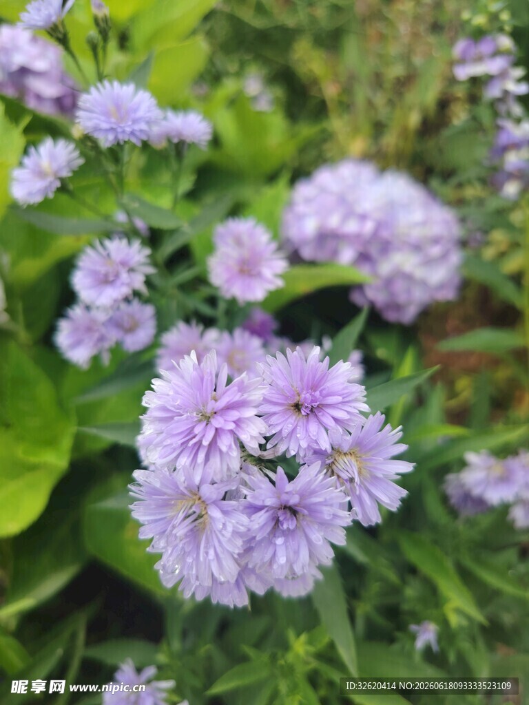 荷兰菊