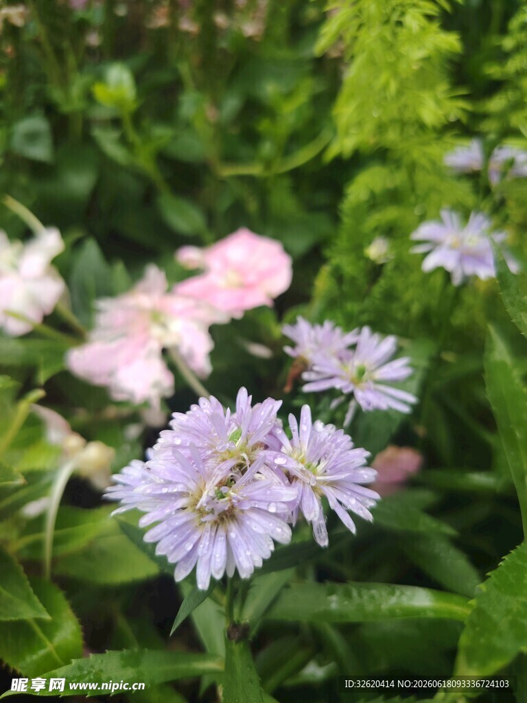 荷兰菊