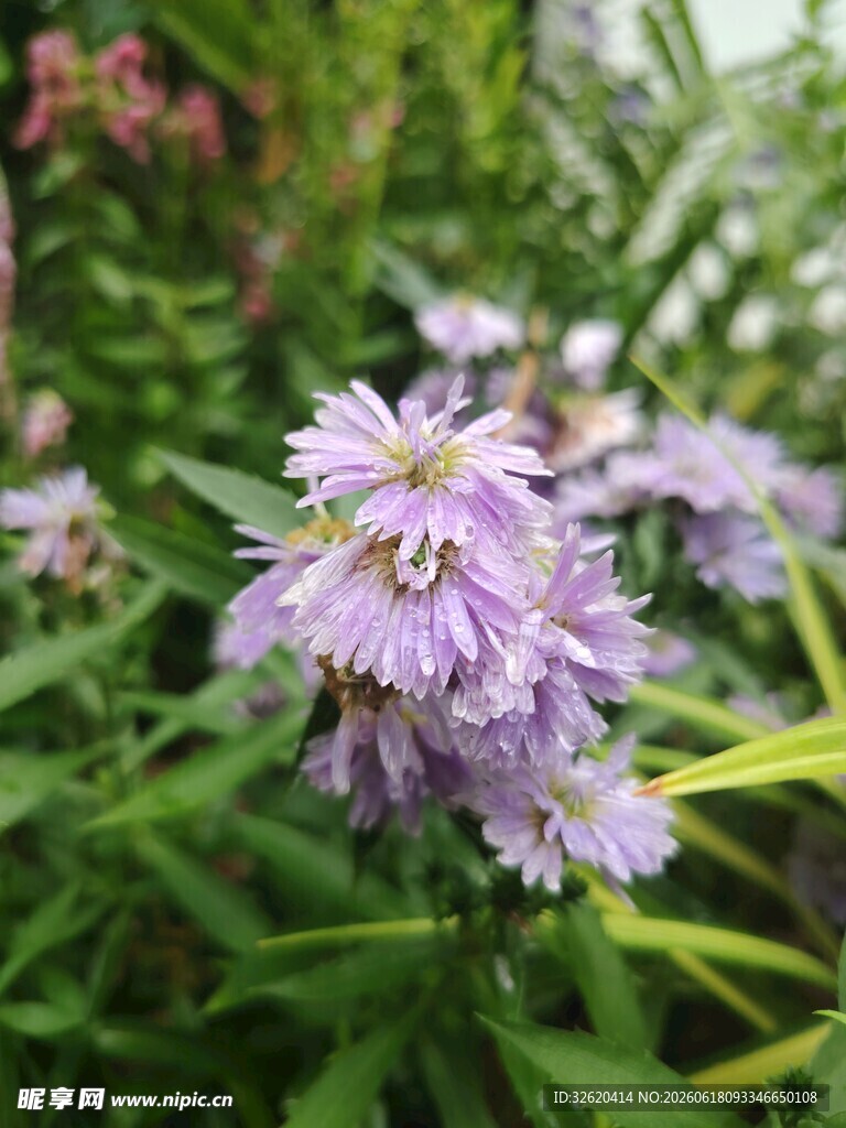 荷兰菊