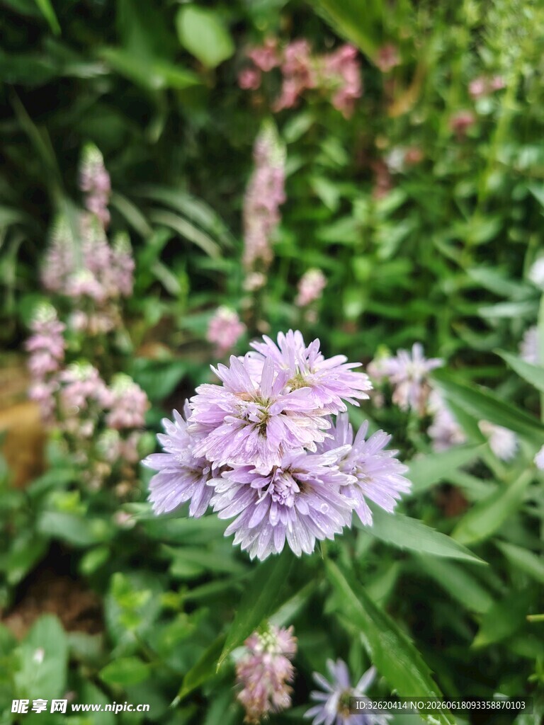 荷兰菊