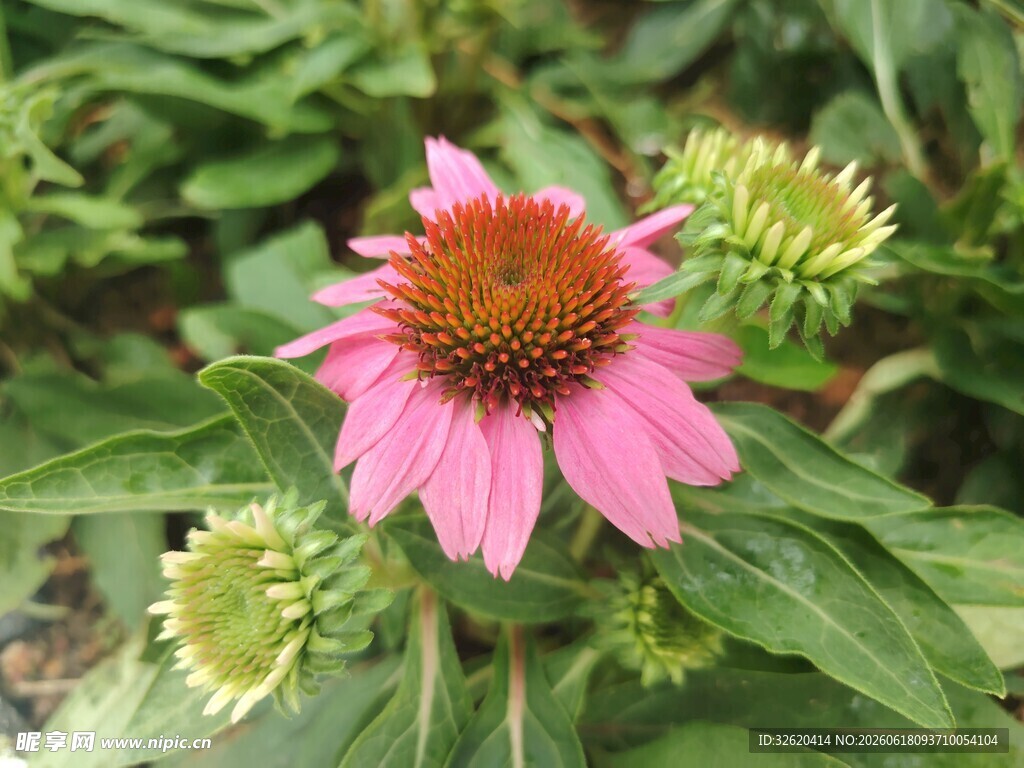 娇艳紫松果菊