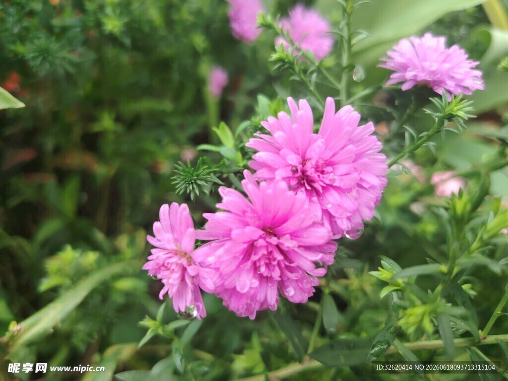 荷兰菊