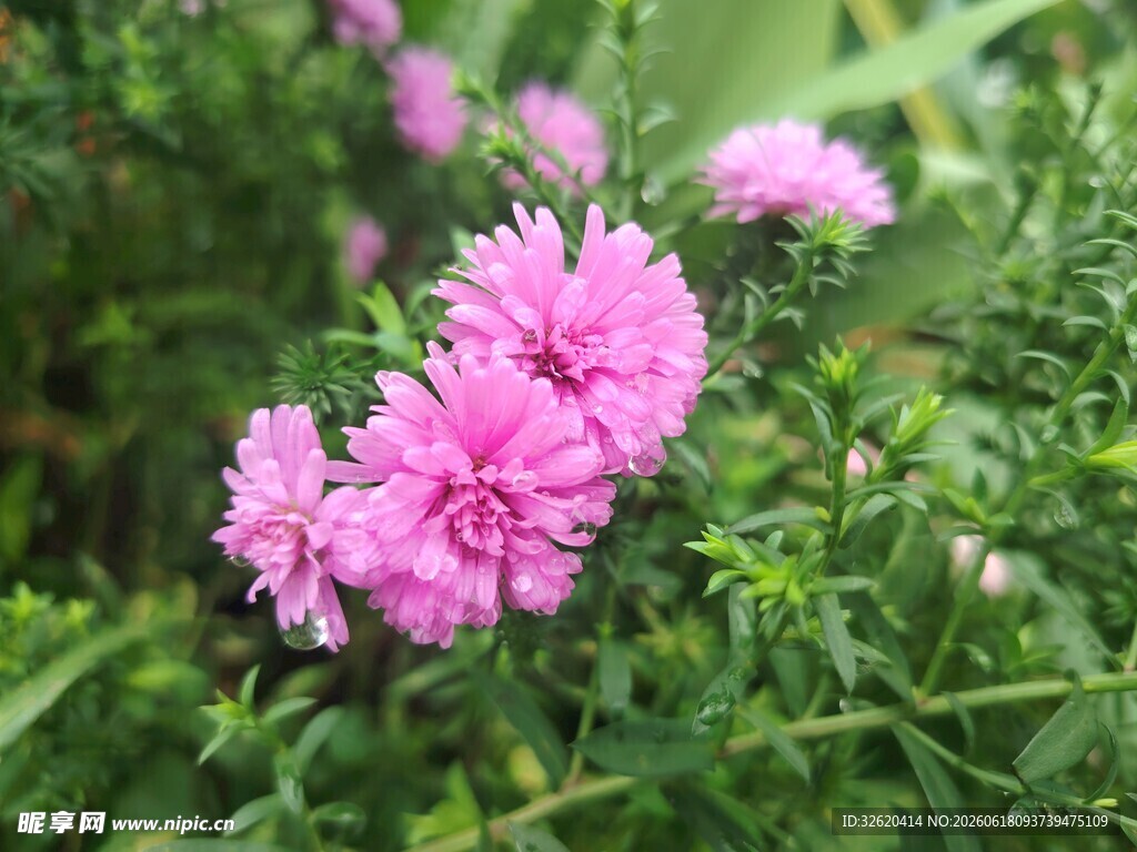 荷兰菊