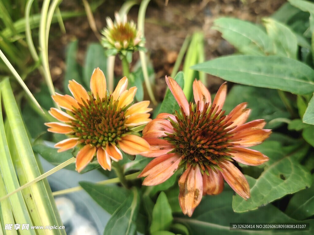 松果菊