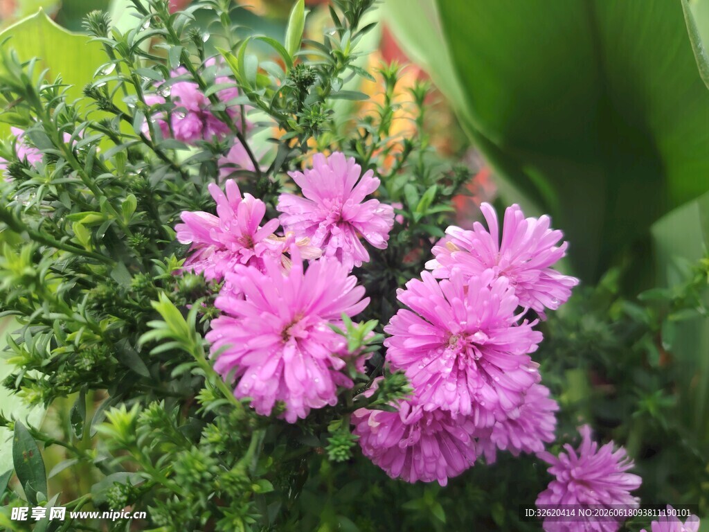 荷兰菊