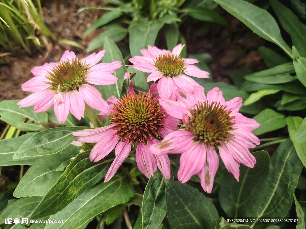 紫锥菊
