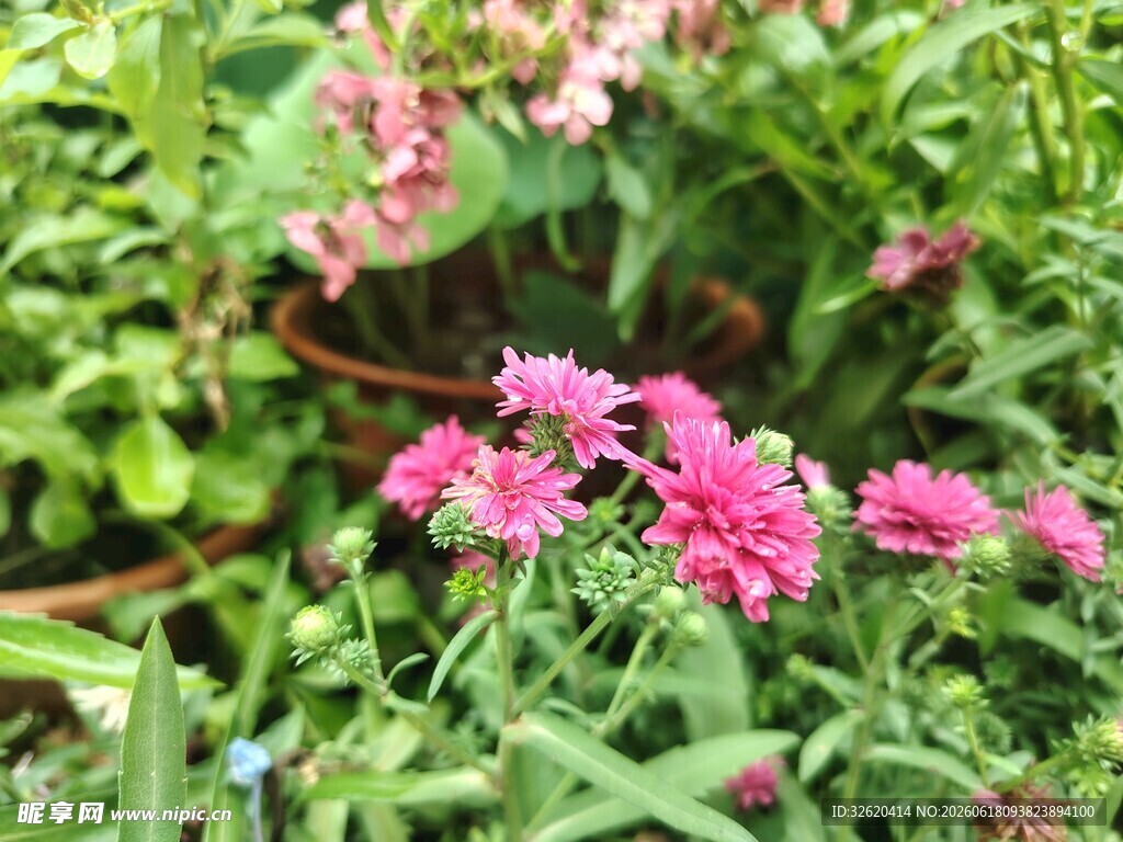 荷兰菊