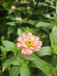 百日菊