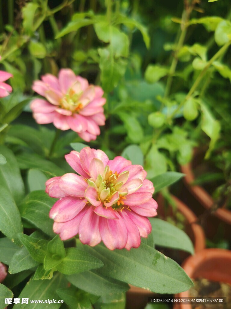 百日菊