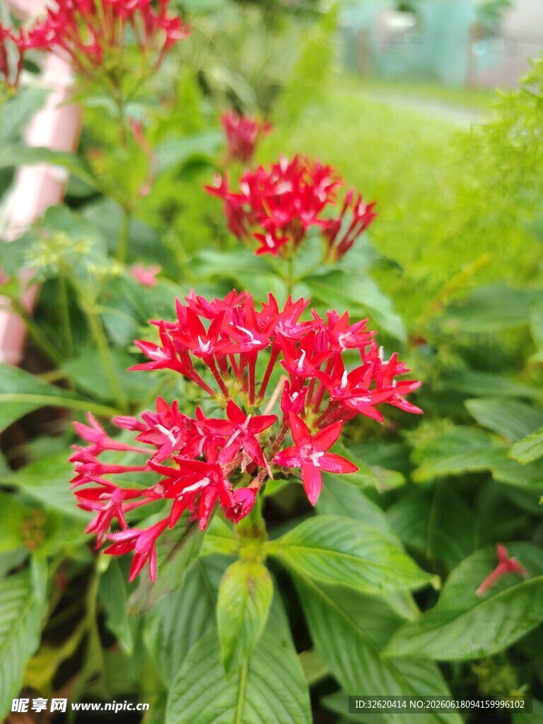 五星花