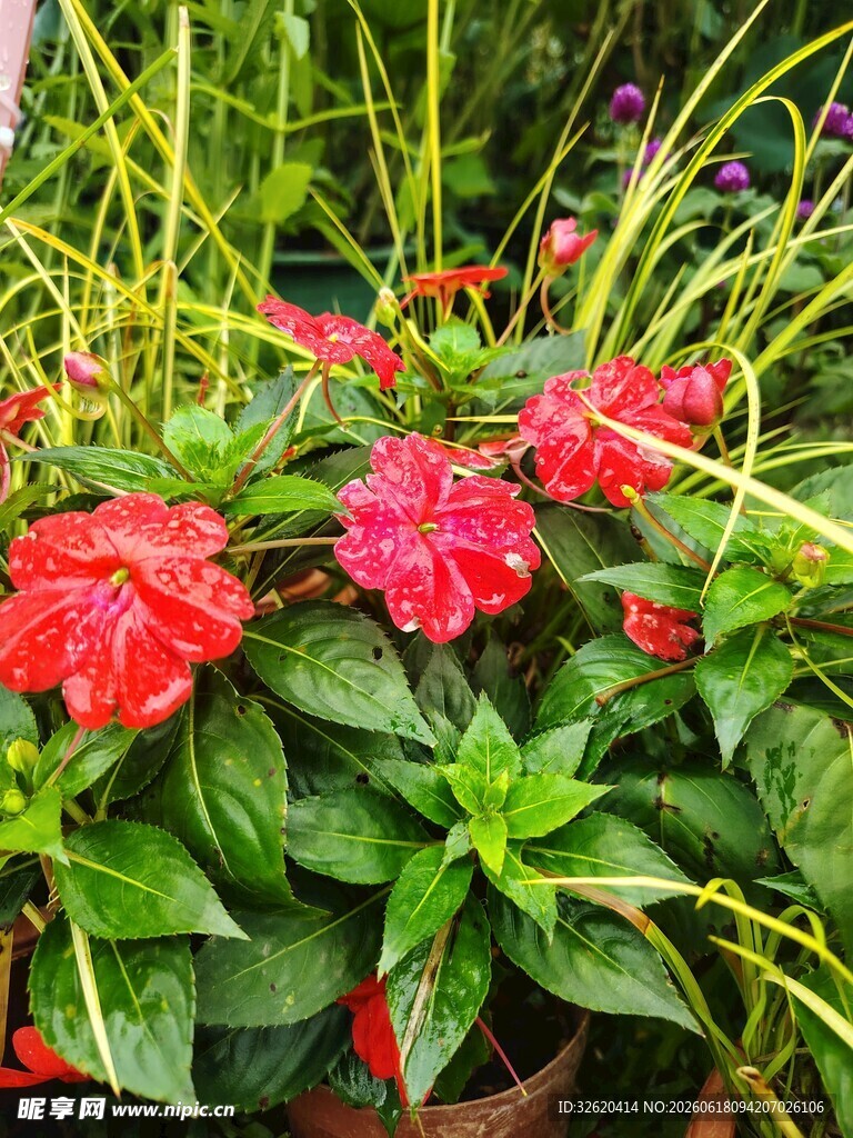 凤仙花