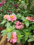 百日菊