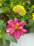 百日菊