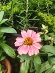 百日菊