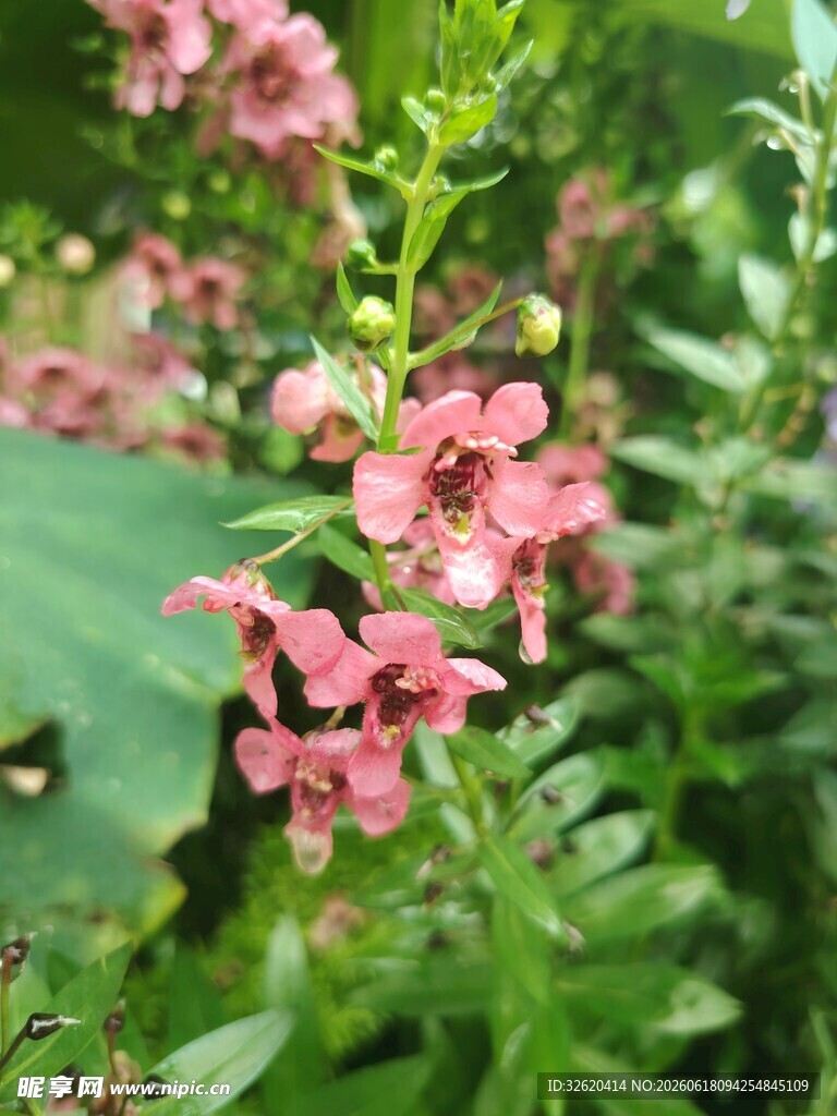 香彩雀