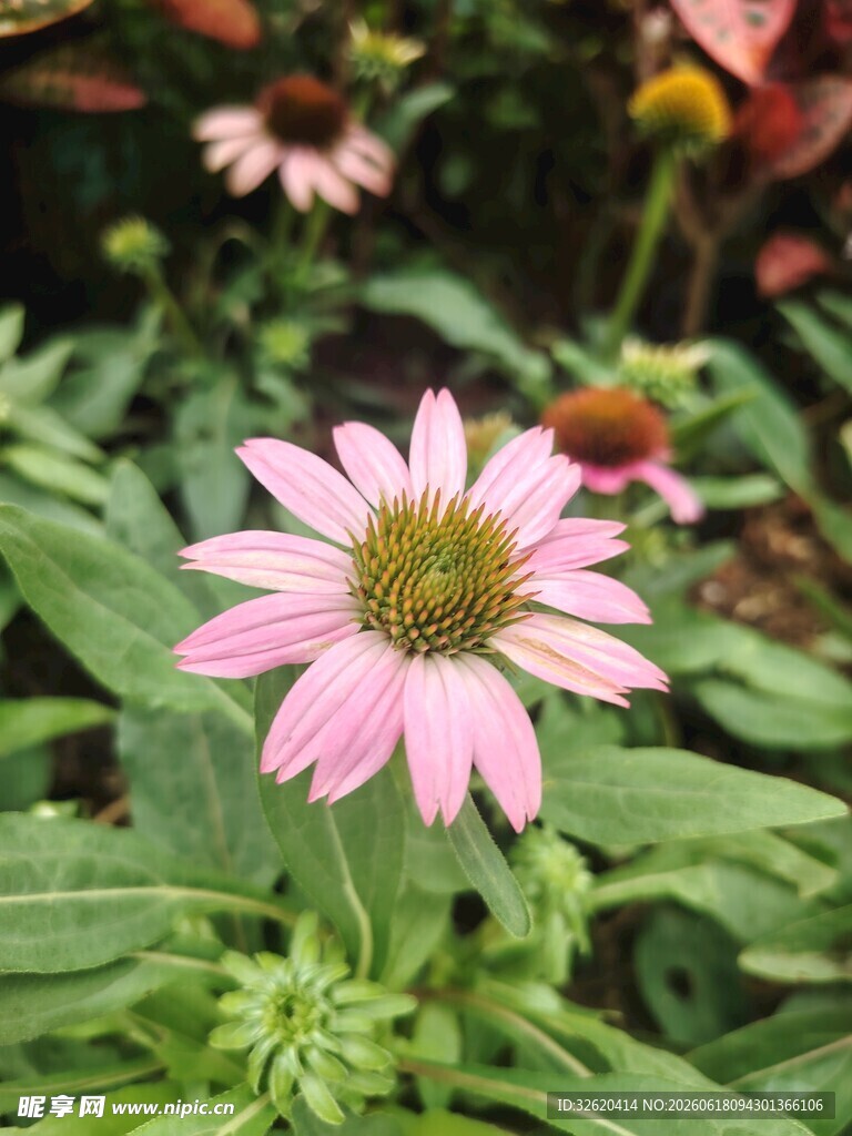 松果菊