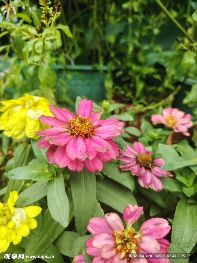 百日菊