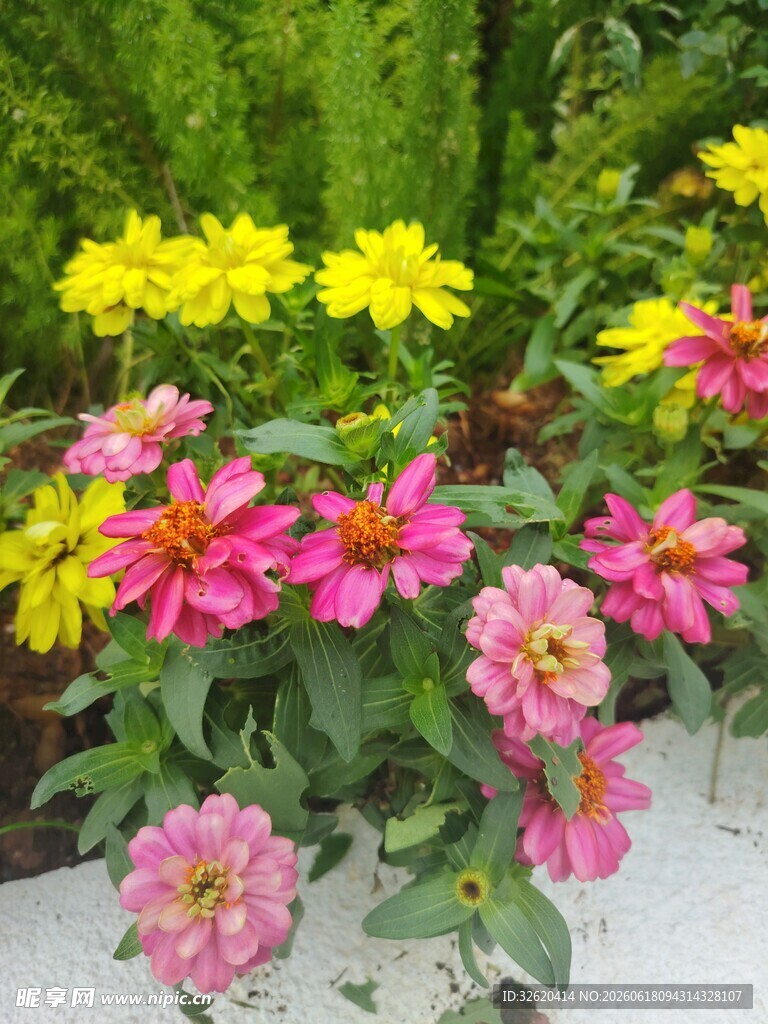 百日菊