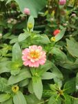 百日菊