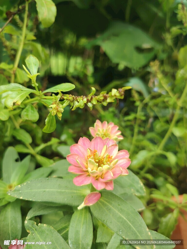 百日菊