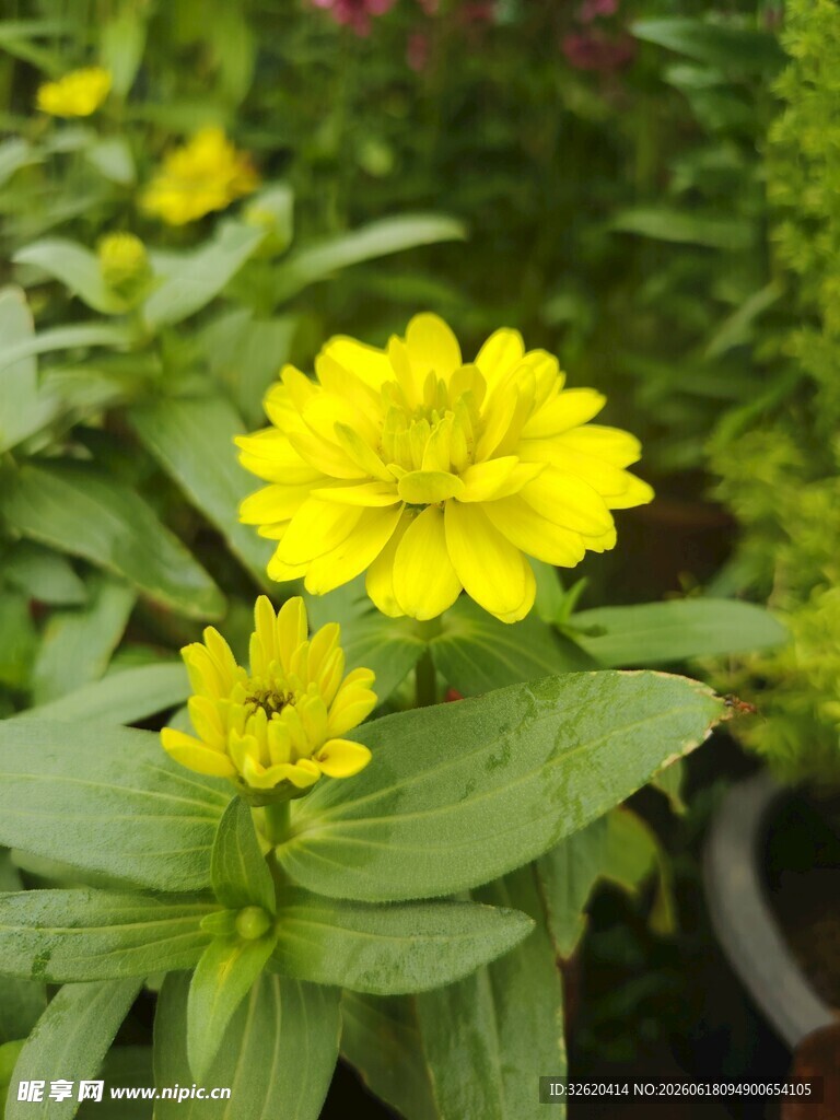 百日菊