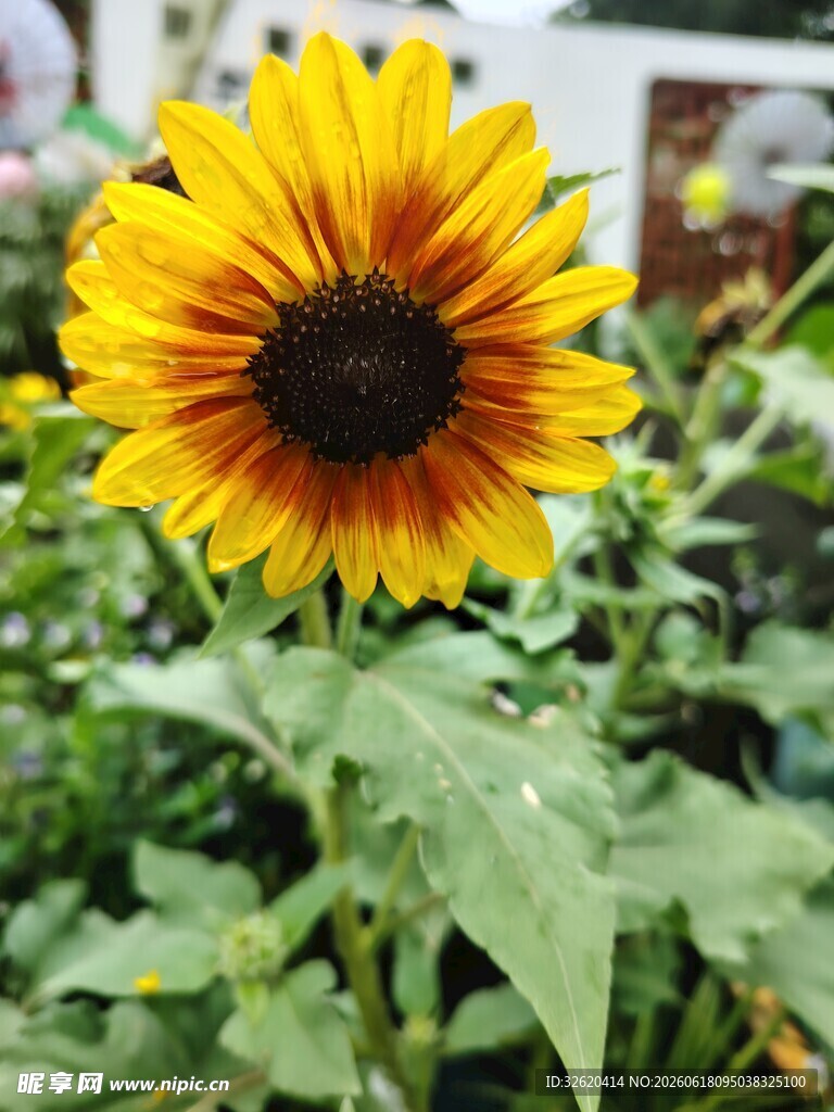 向日葵