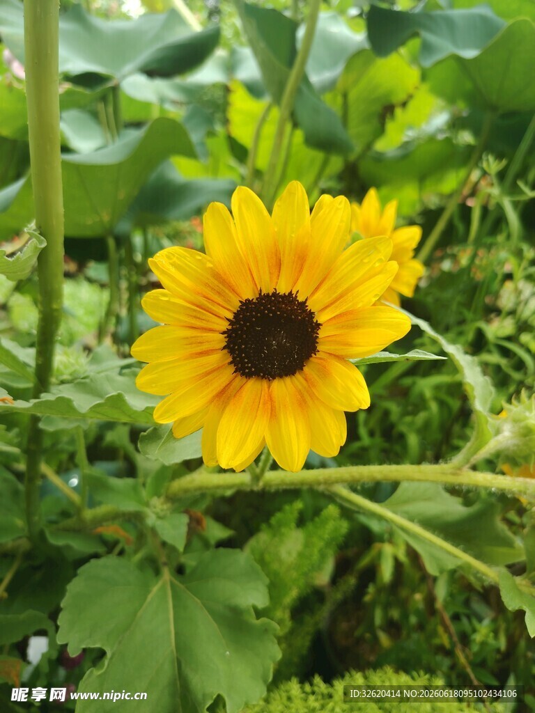 向日葵