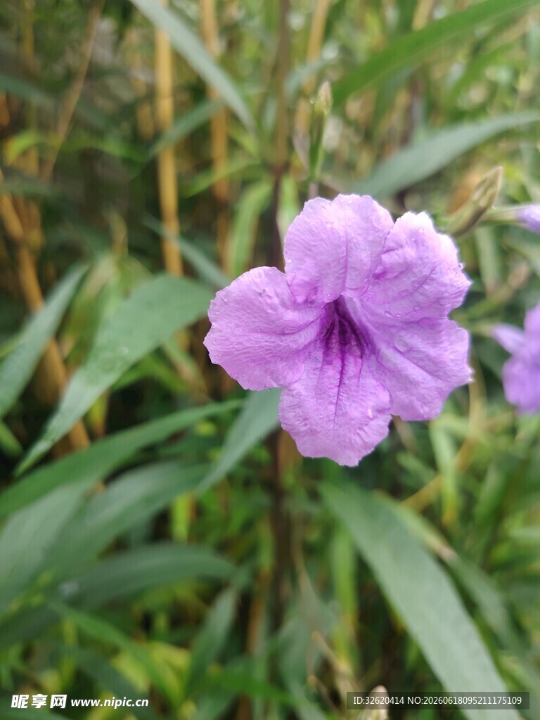 翠芦莉
