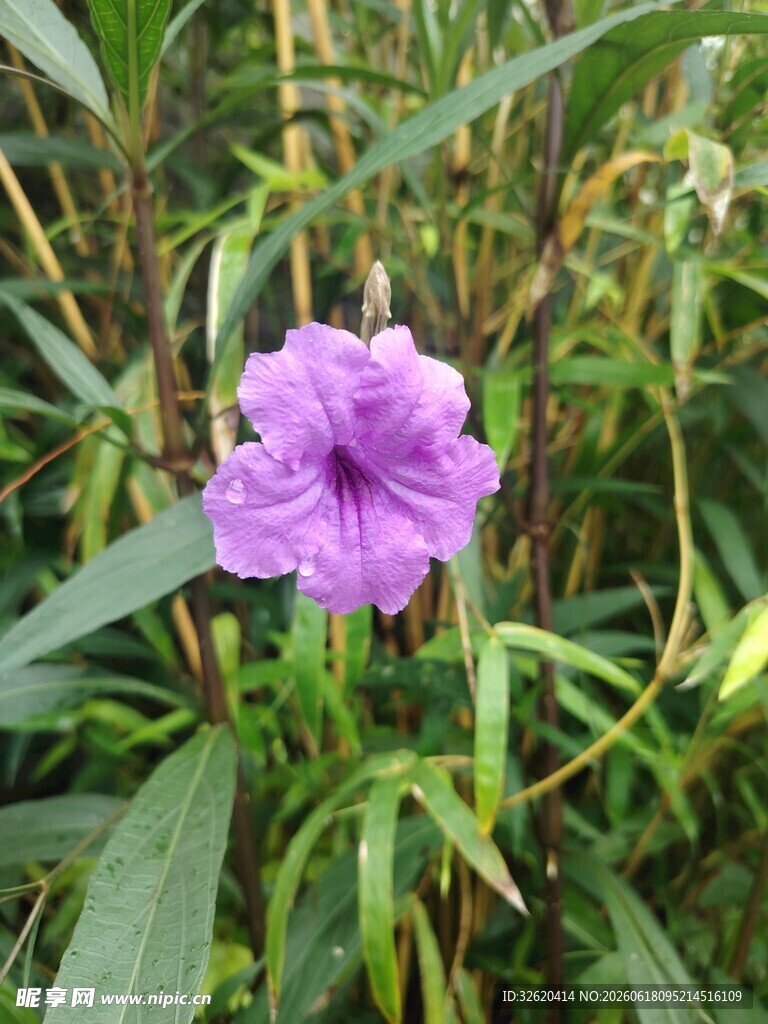 翠芦莉