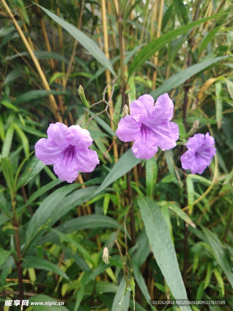 翠芦莉