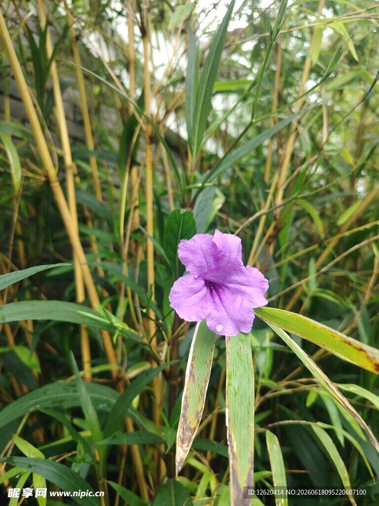 翠芦莉