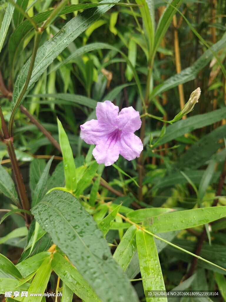 翠芦莉